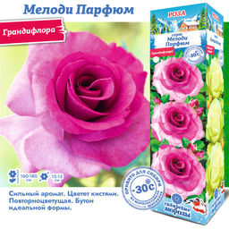 Роза Мелоди Парфюм (Грандифлора) 1шт