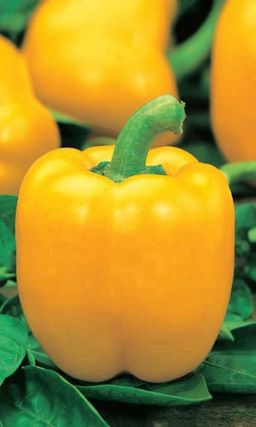 Перец ПРИЗМА ЖЁЛТАЯ  Сплошь усыпан плодами!