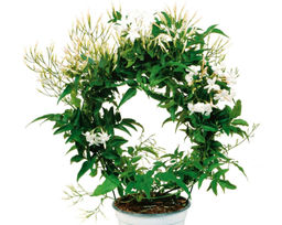 Жасмин комнатный (самбак) - 1000корней фото 3