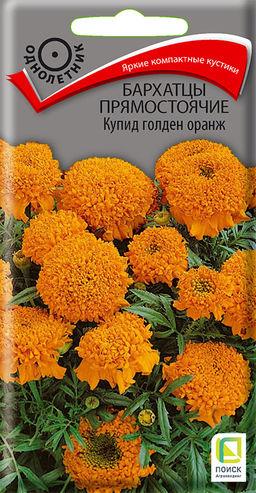 Бархатцы прямостоячие (Тагетес прямостоячий) Купид голден оранж ( ЦВ) (1) 0,2гр. - Поиск фото 2