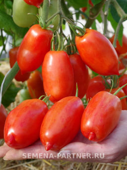 Томат Фестиваль - Партнер фото 4