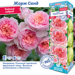 Роза Жорж Санд (Чайно-гибридная) 1шт