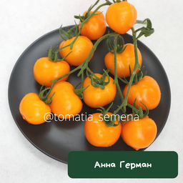 Анна Герман - Tomatia фото 2