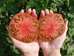 Томат Тасманский Шоколад - Партнер фото 7