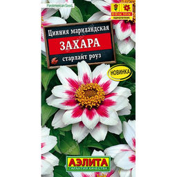 Цинния Захара старлайт роуз 5шт. (Аэлита)
