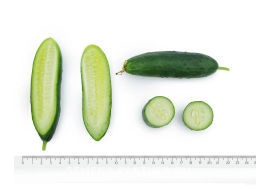 Огурец партенокарпический Крош - Партнер фото 5