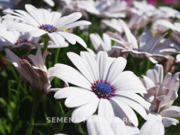 Остеоспермум Эклона Звезды Галактики Сириус - Партнер фото 4