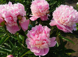 Пион Sorbet - Голландские луковицы фото 2