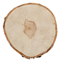 Blumentag СРЕЗ-27 срез дерева d. 25 см  3 1 шт. береза