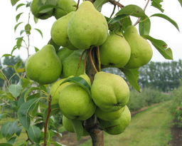 Груша Августовская роса