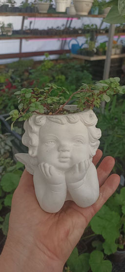 Пилея Глаука в кашпо Ангел