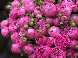 MISTY BUBBLES (Мисти Бабблз)