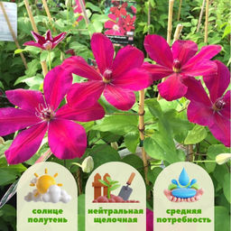 Клематис Westerplatte (Вестерплатте) - Долина роз фото 4