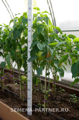 Перец сладкий Регор - Партнер фото 8