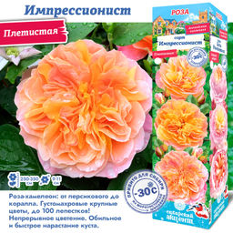 Роза Импрессионист (Плетистая) 1шт