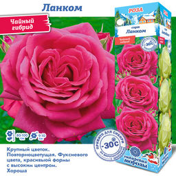 Роза Ланком (Чайно-гибридная) 1шт