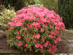 Рододендрон Гартендиректор Глокер