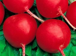 Редис ФЕЯ Очень вкусная, без горечи! Не стрелкуется! - Уральский дачник фото 3