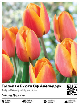 Тюльпан Beauty of Apeldoorn (Гибрид Дарвина) - Голландские луковицы фото 2