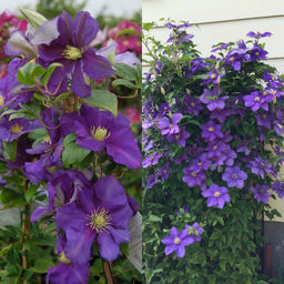 Клематис Генерал Сикорский - Долина роз фото 4