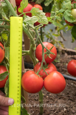 Томат Верочка - Партнер фото 6