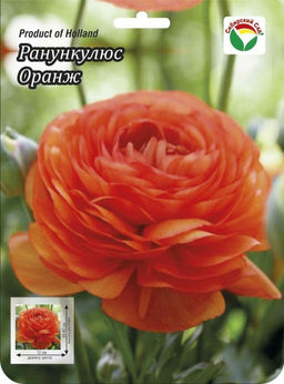 Ранункулюс Оранж 6/7 15шт