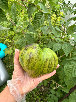 Изумрудная парча НОВИНКА 2025 года!