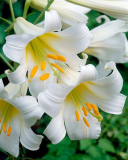 ЛИЛИЯ Регале Албум Разбор 12/14 Кол-во упак., шт 5