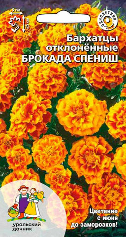 Бархатцы БРОКАДА СПЕНИШ