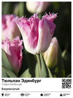 Тюльпан Эдинбург (Бахромчатый)