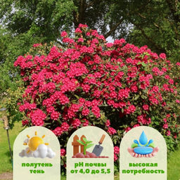 Рододендрон Нова Зембла