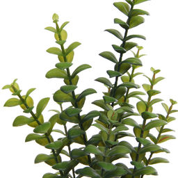 Цветок искусственный в горшке "Крассула" 35см