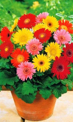 Гербера джемсона СМЕСЬ ОКРАСОК