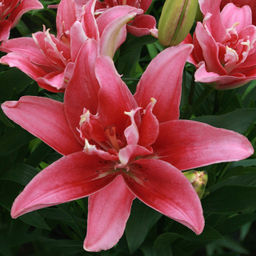 Лилия Double Lady (Азиатский гибрид, махровый) - Голландские луковицы фото 3