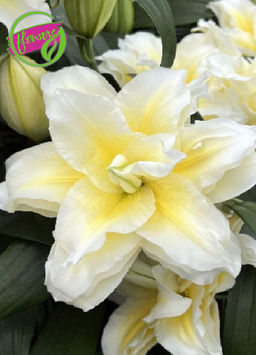 Лилия Roselily Ludwina (Роузлили Людвина)