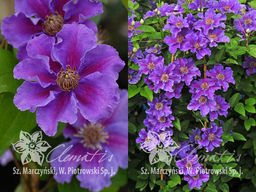 Клематис Ashva (Ашва)