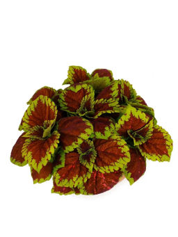 Колеус шлемниковидный крупнолистный Биг Бэн Салмон Пинк - Партнер фото 4