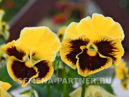 Виола бахромчатая Танго-Манго Кан-Кан - Партнер фото 7