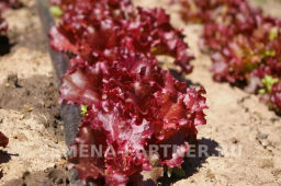 Салат листовой Лолло росса - Партнер фото 6