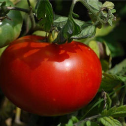 6240U Томат Маршал F1 5шт