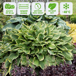 Хоста Ауреомаргината