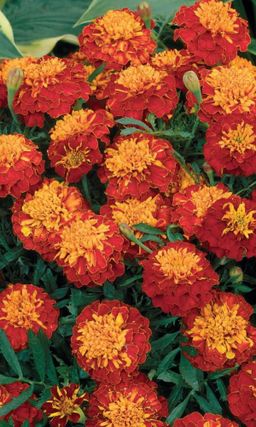 Бархатцы РЕД ЧЕРРИ  Тип отклонённые махровые