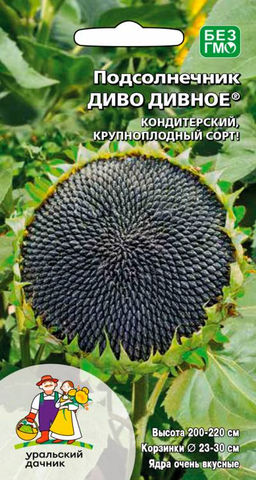 Подсолнечник ДИВО ДИВНОЕ Кондитерский, крупноплодный сорт!