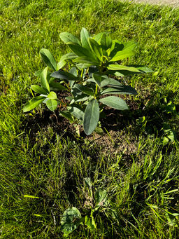Рододендрон Каннингемс Уайт
