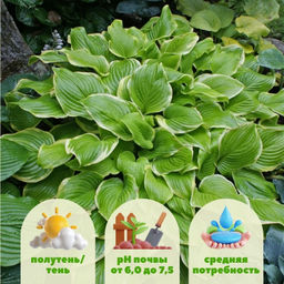 Хоста Фрагрант Букет - Долина роз фото 2