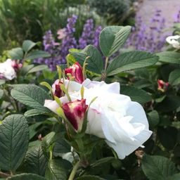 Роза Луиза Багнет