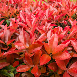 Фотиния Фразера Little Red Robin (Литл Ред Робин) - Голландские луковицы фото 2