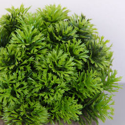 Цветочная композиция "Green garden" 10*12см в горшке, шишка