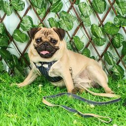 Комплект с мягкой шлейкой Якорь, размер L, поводок 120 х 1,5 см, ОГ 42-76 см, синий - Пижон фото 10