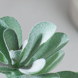 Цветочная композиция Кактус / WER-15 /уп 12/288/ микс - Галеонтрейд фото 18